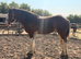 Beautiful registered shire filly