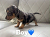 Adorable dachshund puppies