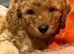Poodle