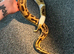 3 year old pastel pied python with full setup and stand