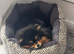 Gorgeous show quality super rare Silver black and tan bear face female pom