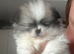 5* K C Registered Pomeranians puppies