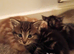 9 week old kittens
