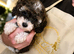 Toy Cavapoo puppies