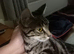 Female Bengal cat 12 months old