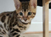 Benjal cats for sale Boy and girl