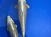 2x Mukashi ogon koi