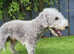 Bedlington terrier for stud