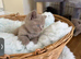 Beautiful British shorthair kittens -Ready now