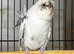 Split black face budgies