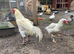 Aseel hatching chicken eggs