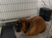 Female boxer