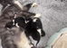 Last 2 male kittens