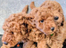 F1 B COCKAPOO PUPPIES