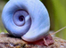 Ramshorn Snails Mixed Size Blue, Pink and Brown Mixed, x20 Free Postage