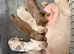 Miniature dachshund