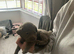 Silver Labrador puppies