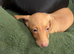 Cream boy ready now miniature dachshund