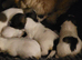 Beautiful boy shih poos