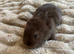 Angora x lionhead babies