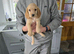 Working strain cocker spaniel pups