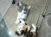 4 beautiful kittens for sale 3 girls and 1 boy