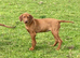 KC reg Rhodesian Ridgeback puppy