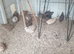 Quail