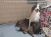 Cocker spaniels last two females