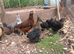 Various pullets