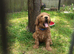 5 Beautiful Cavapoochon Puppies