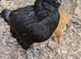 Chickens Pol available