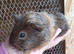 Male guinea pig