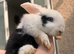 Rabbit&rsquo;s family