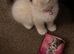 Ragdoll female bicolour