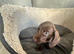 Dachshund Puppies