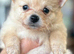 Puppies 4 female 2 males