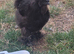 silkie chickens for sale