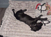 8 week old female patterdale x lab x spaniel