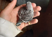 2026 bred bkack wing / black head / white albinos baby budgies
