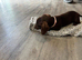 Beautiful girl dashound 6 months old