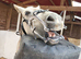 15 1 conn x Arab for load or sale