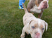 olde English bulldogge