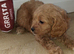 Cavapoo puppys ready to go