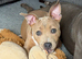 Staffie girl for sale