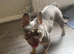 Female French bulldog