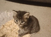 Maine coon cross