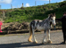 Blagdon filly cob