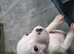 Staff puppies for sale