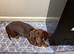 Female dachshund